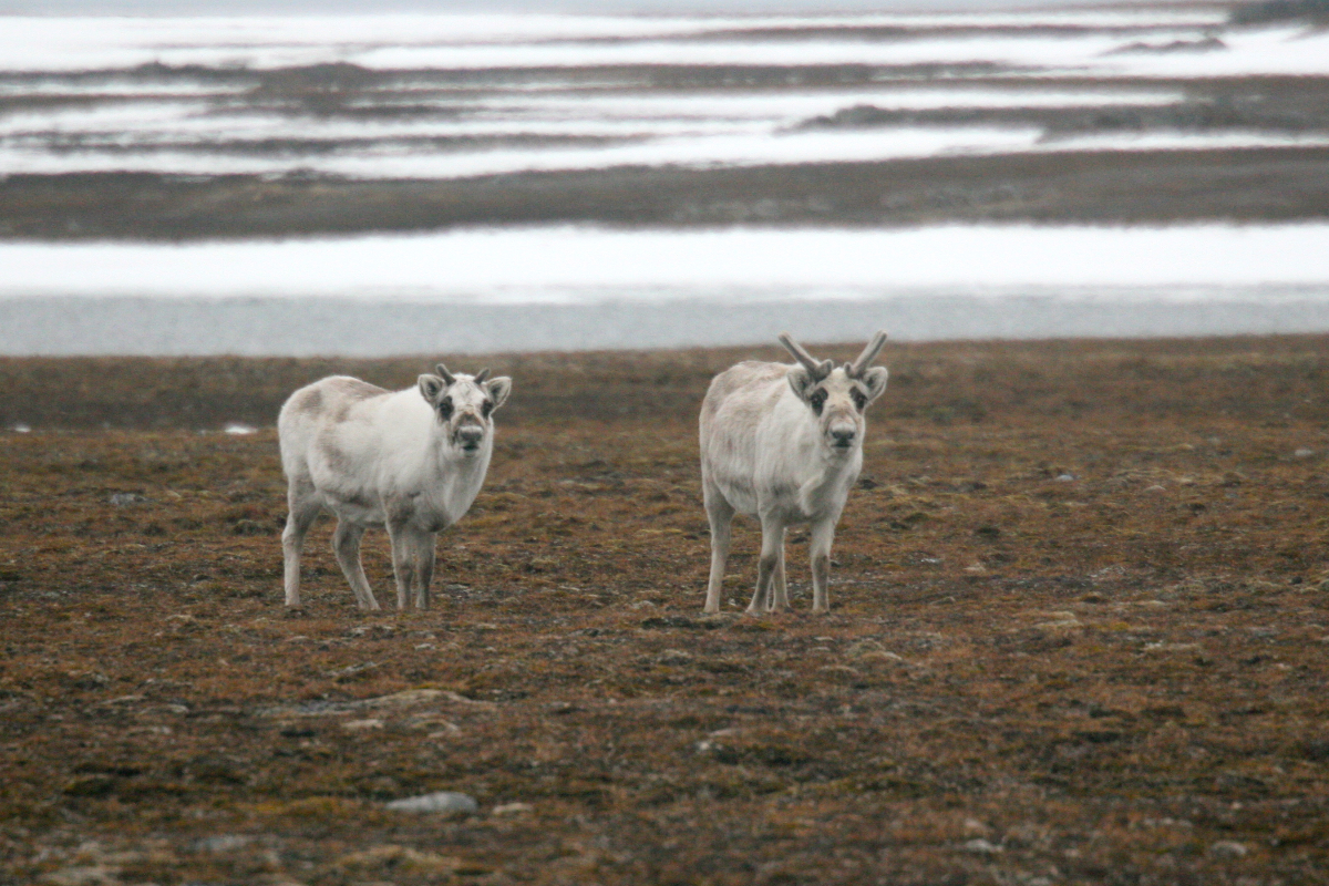 Svalbard Reindeer Svalbard Mike Unwin