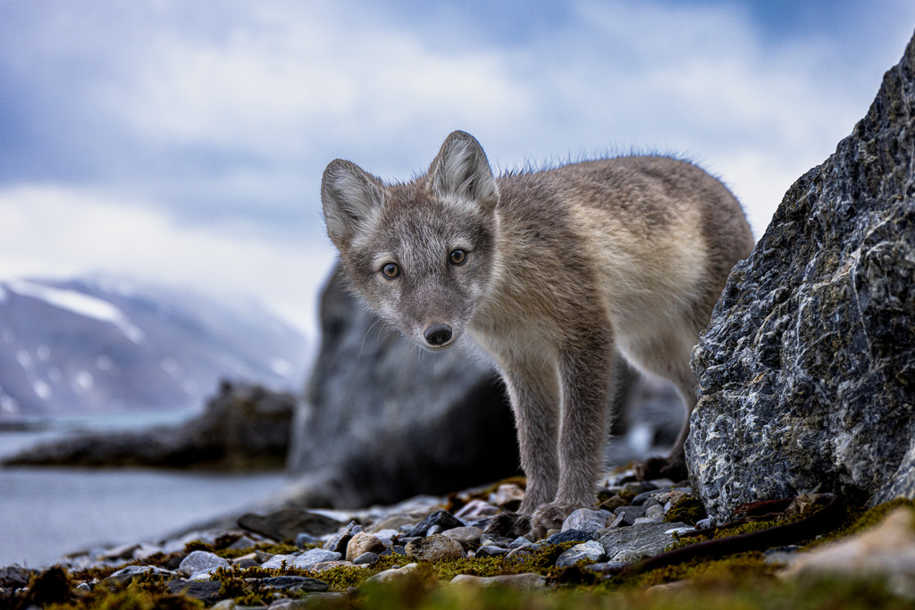 Svalbard & Kvitoya Arctic Fox @Piet Van Den Bemd Poseidon Expeditions