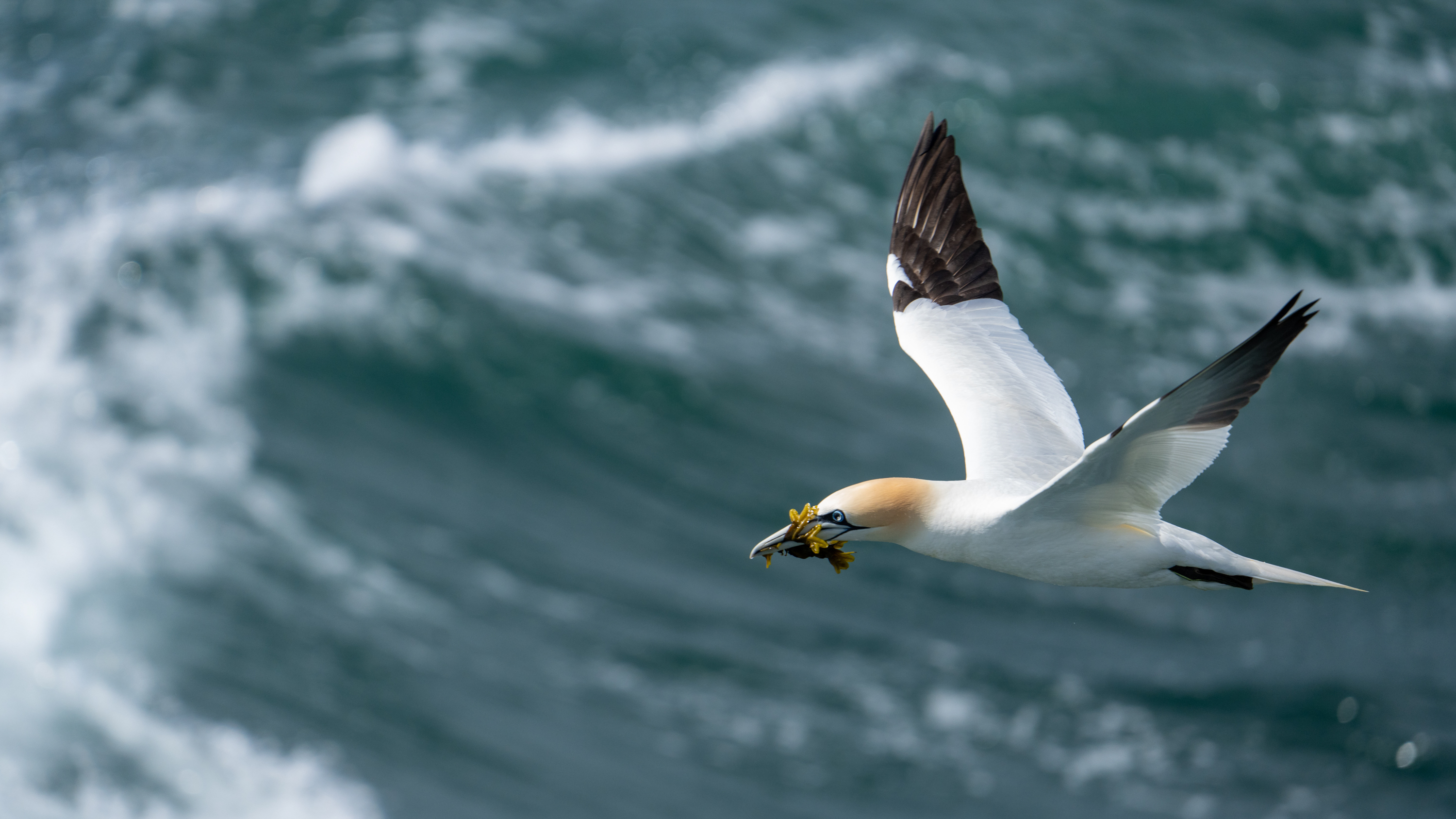Northern Gannet off Grassholm Island Jamie Lafferty