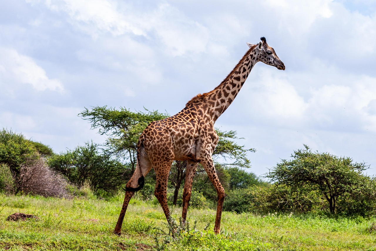 Amboseli National Park Giraffe