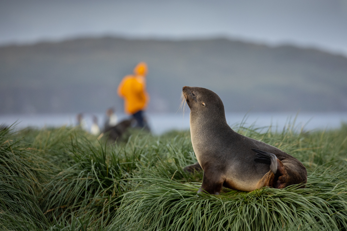 Passengers With Wildlife Michellesole Quark