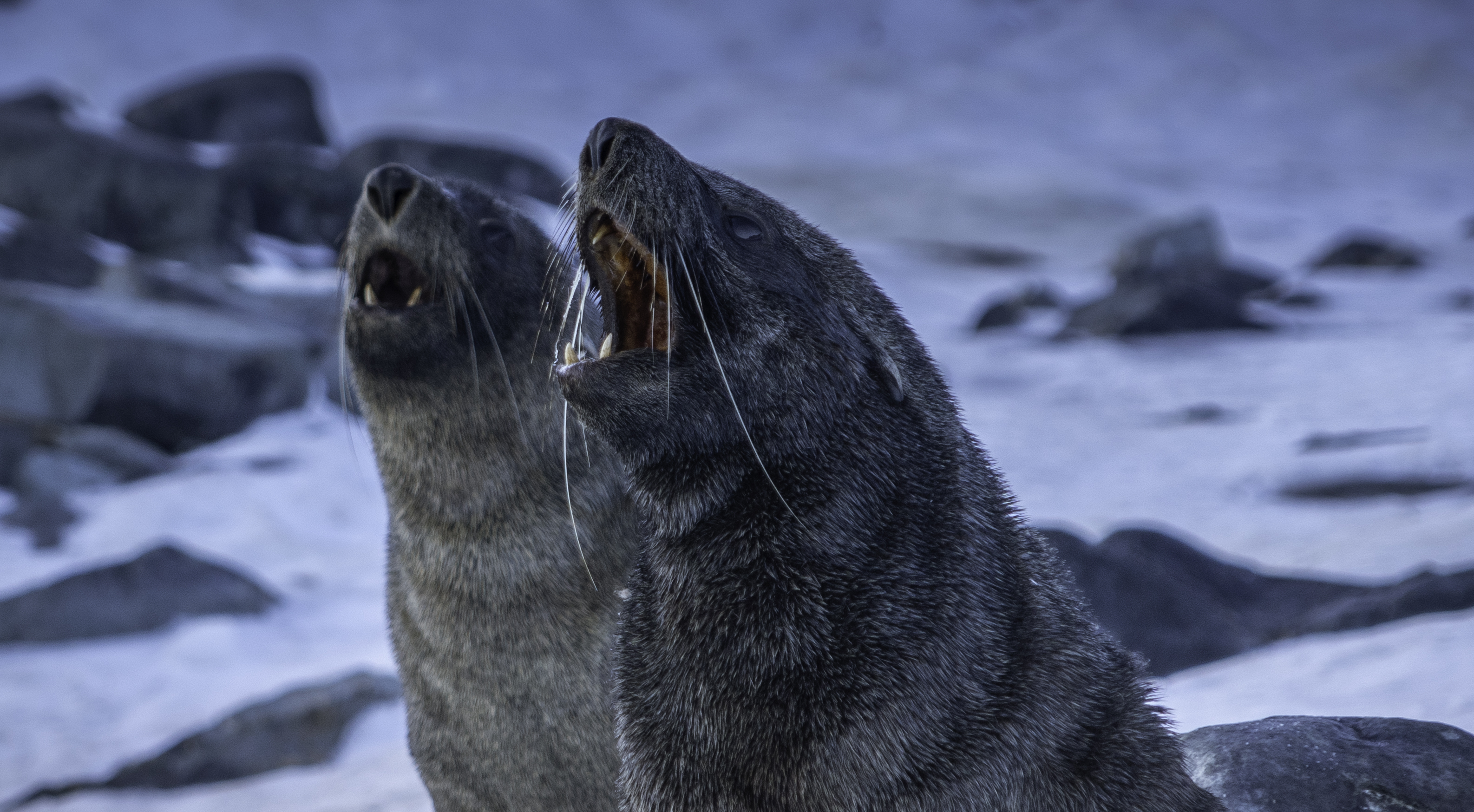 Fur Seals Antarctica Saunders Carmichael-Brown