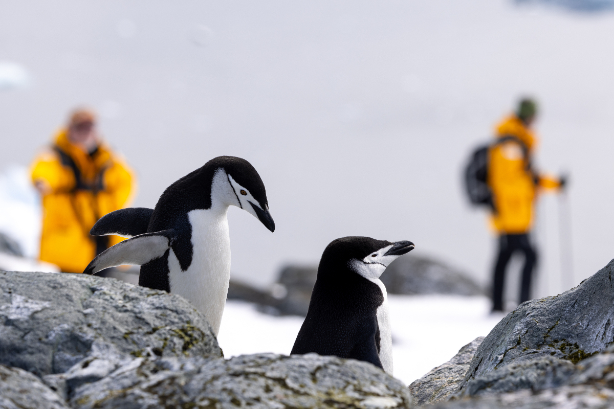 Passengers With Wildlife Michelle Sole Quark