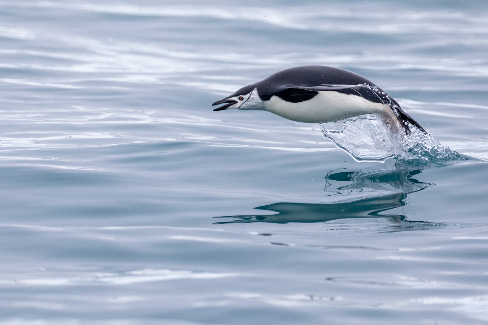 Antarctica Chinstrap by Jamie Lafferty