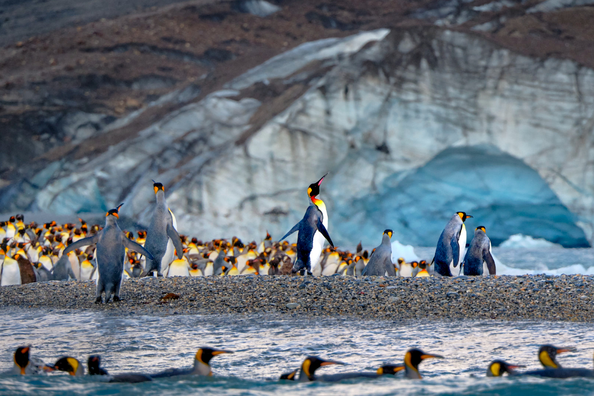 King Penguins At St. Andrews South Georgia Peter Eastway