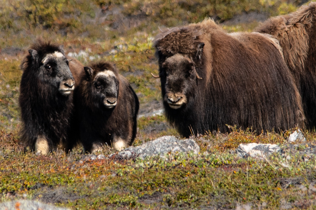 Musk oxen in Greenland