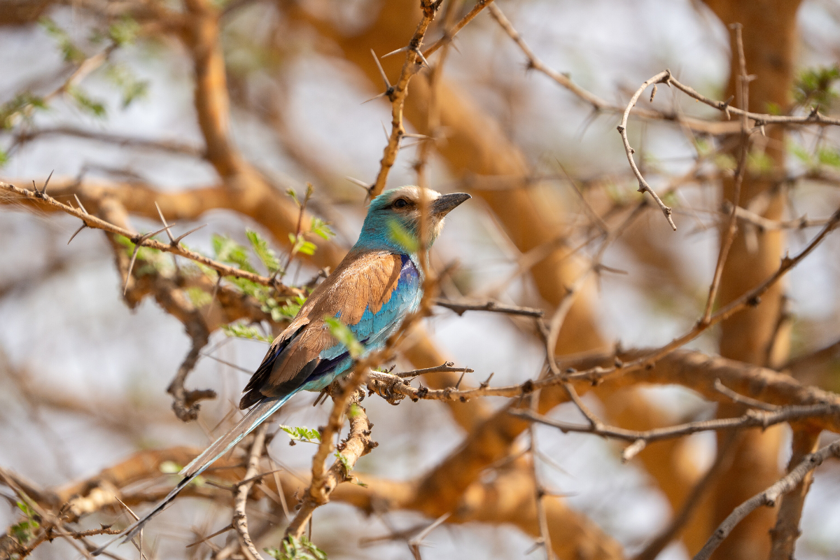 SSC Dakar Ericduranphoto