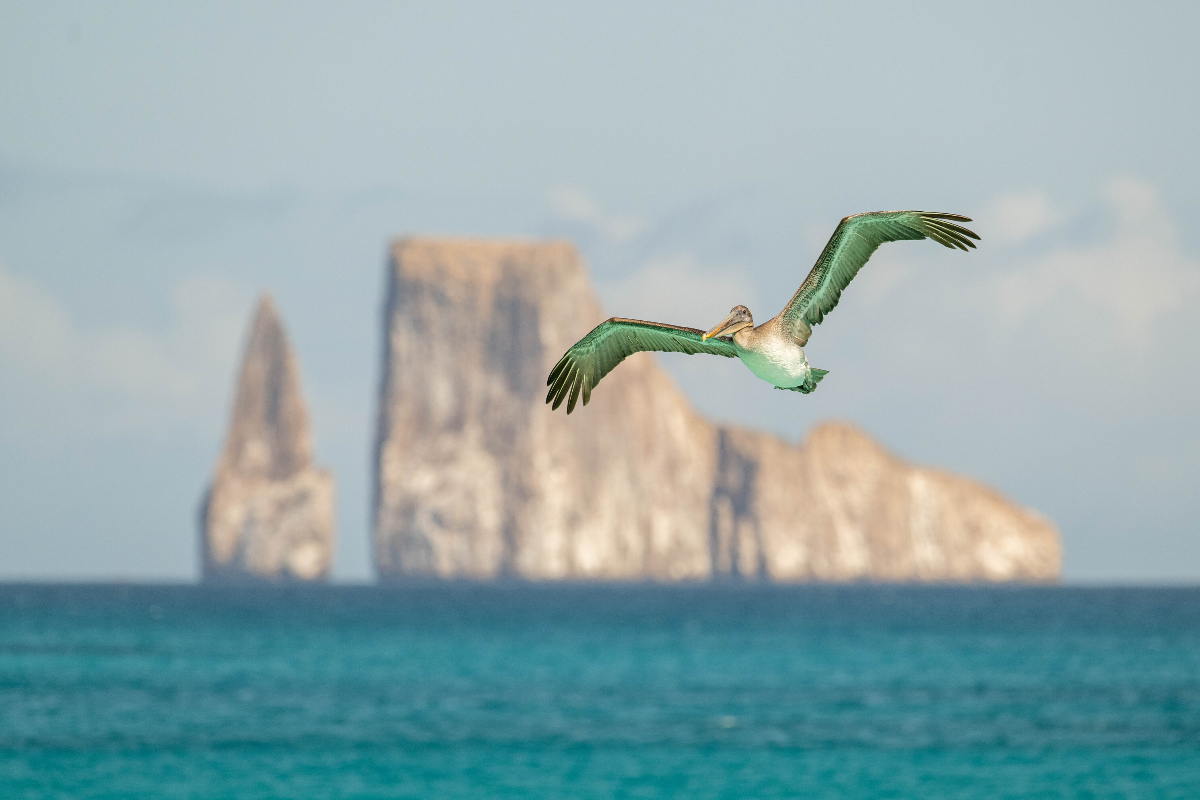 Galapagos Brown Pelican By Sarah Marshall