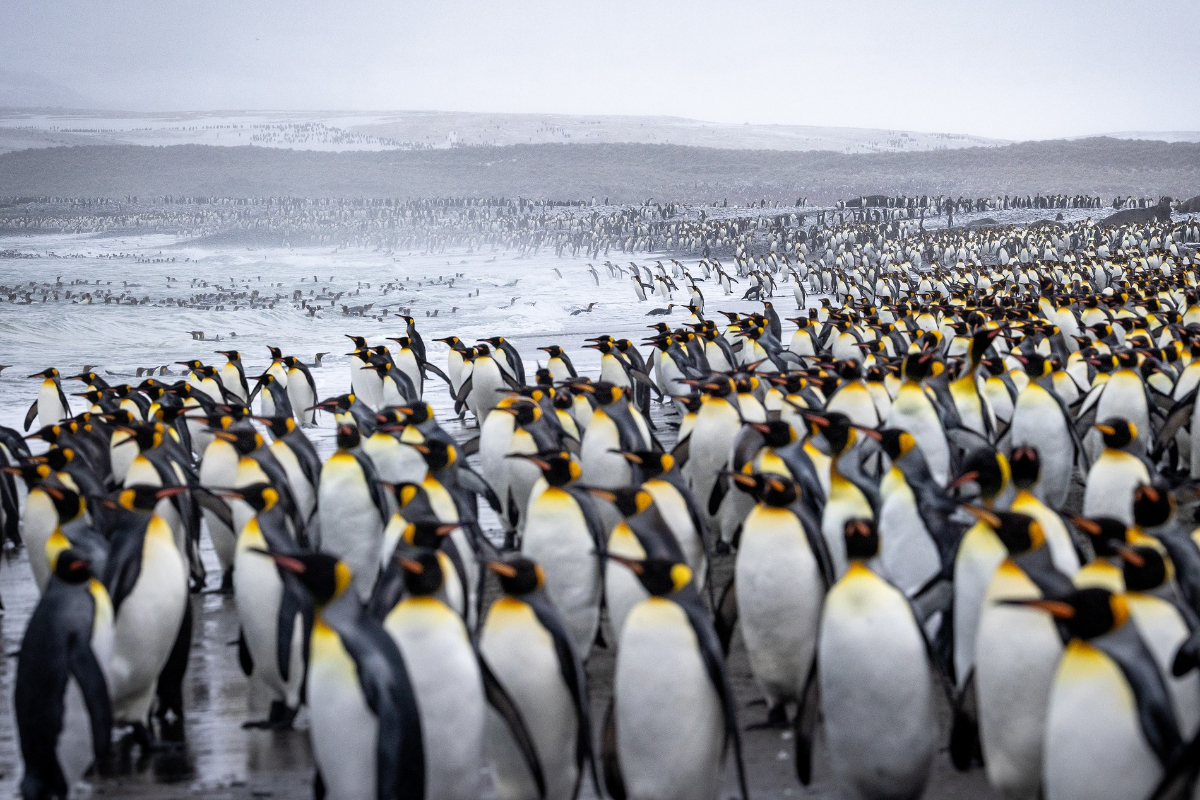 South Georgia Poseidon Expeditions @Piet Van Den Bemd