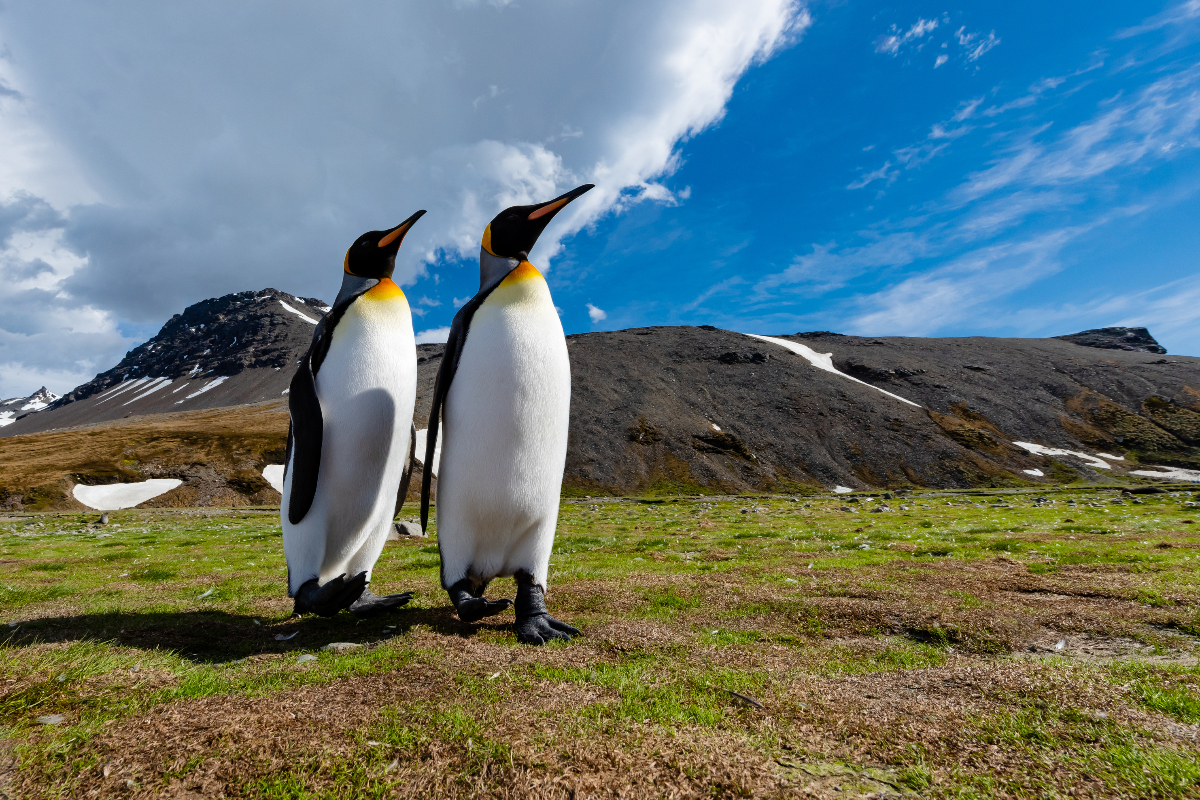 King Penguins Hapag Lloyd 3357