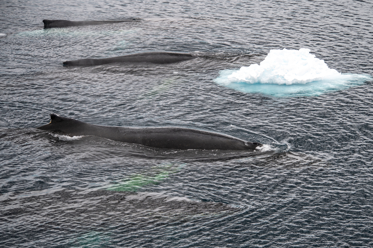 Lemaire Channel Humpbacks 3 708