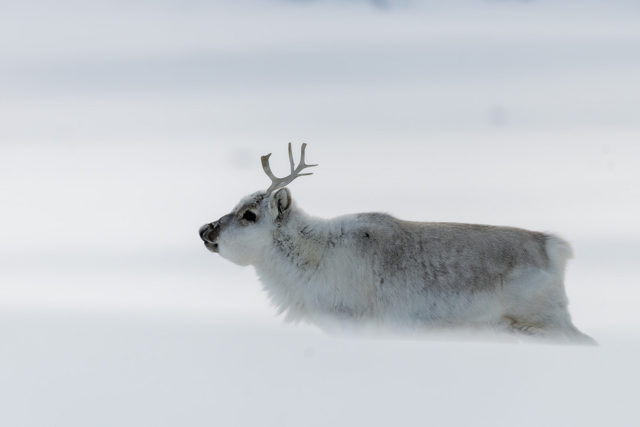Svalbard reindeer encountered during an expedition