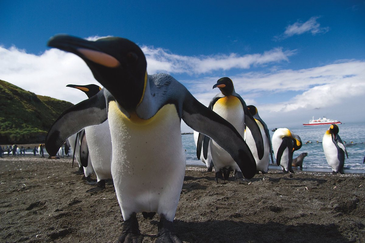 Antarctica South Georgia King Penguin Close Up G Adventures