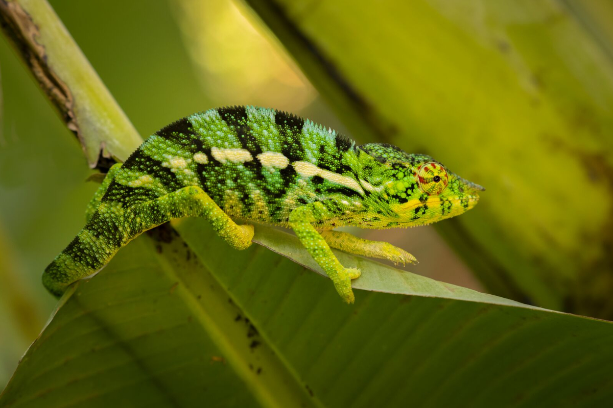 Madagasgar Cameleon Panthere