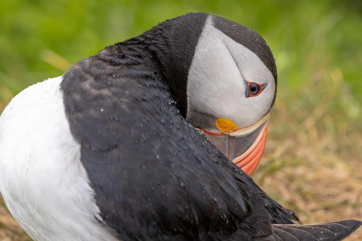 Puffin Swan Hellenic