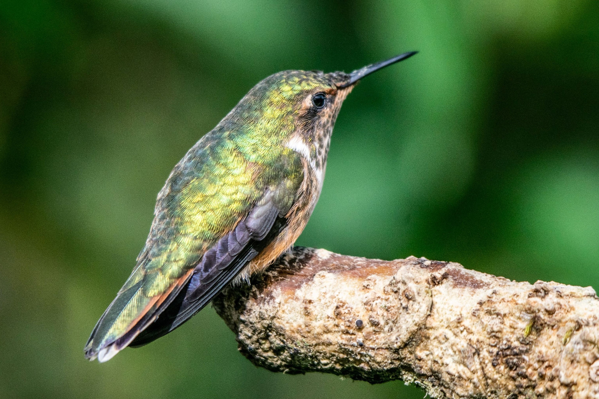 Hummingbird