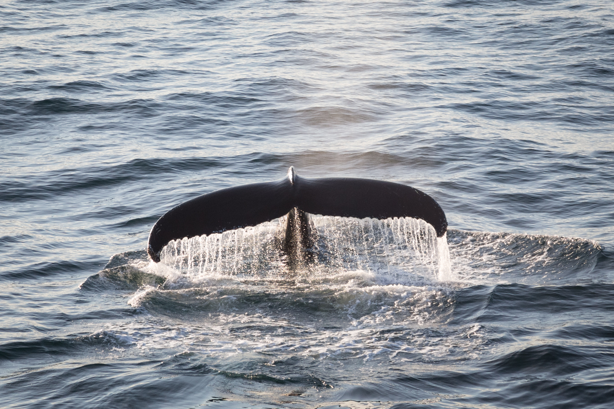 Acaciajohnson Humpback Whale Greenland