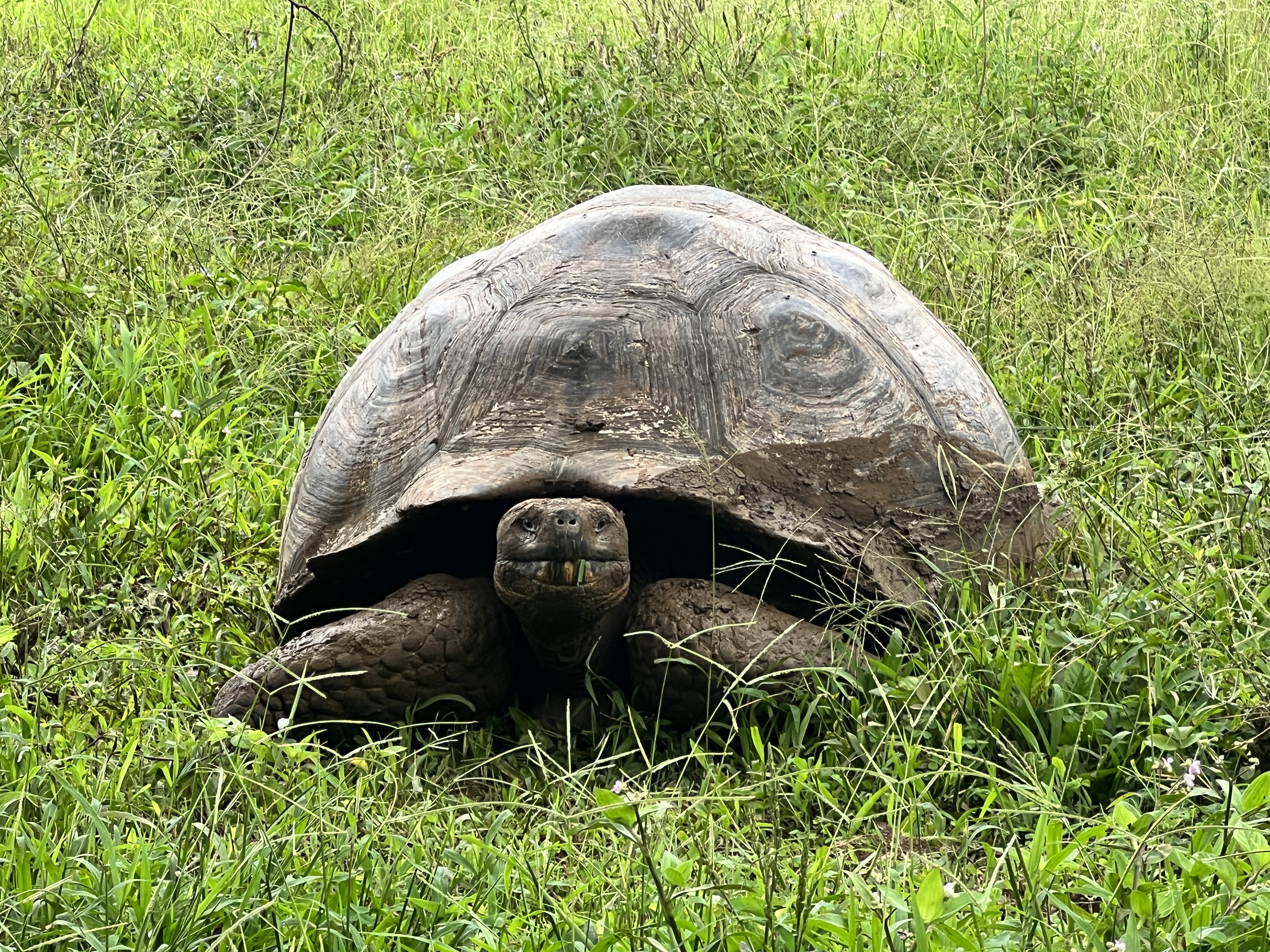 Galapagos Giant Tortoise Julie L Kessler