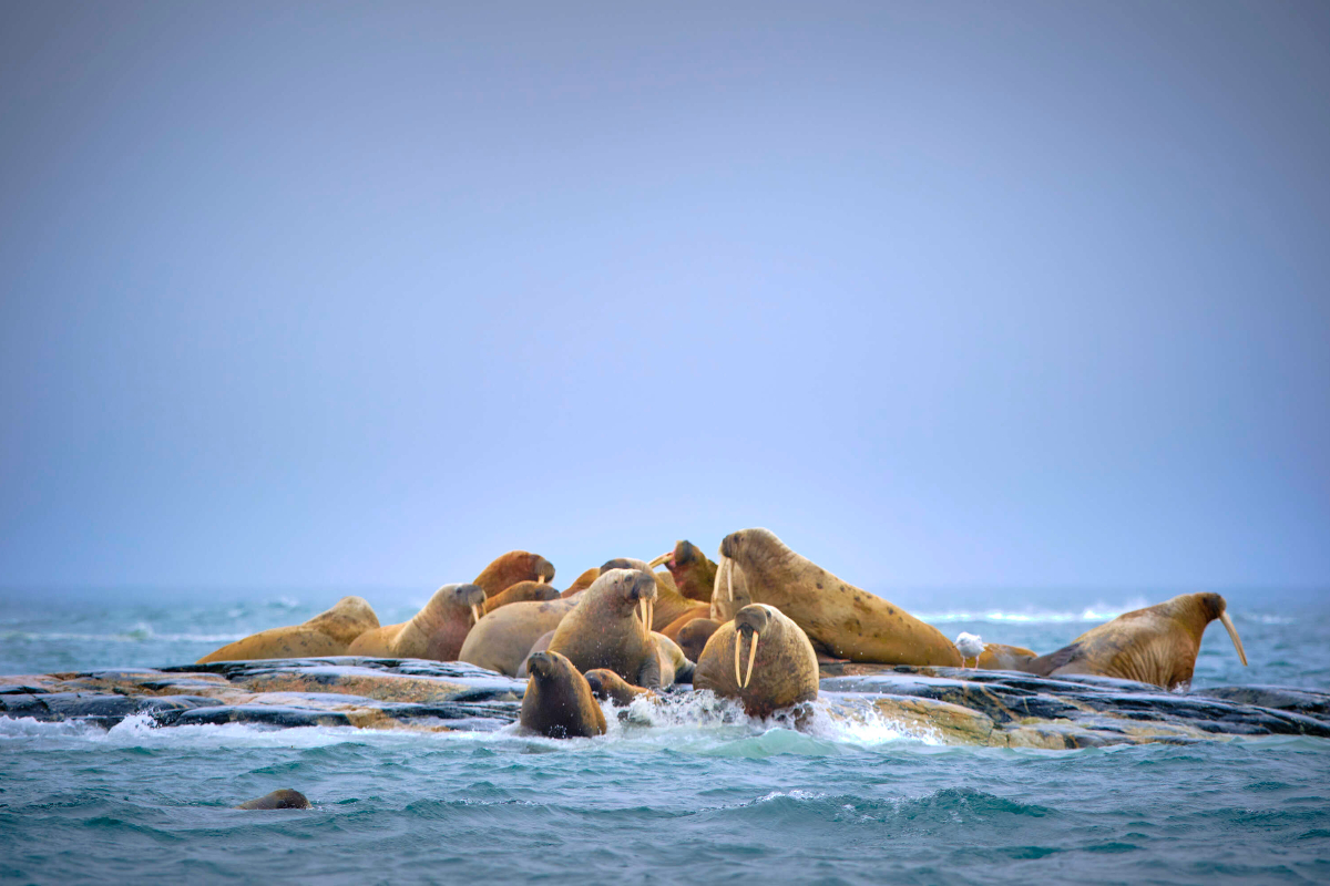 Walrus Andreeneset Svalbard Peter Eastway