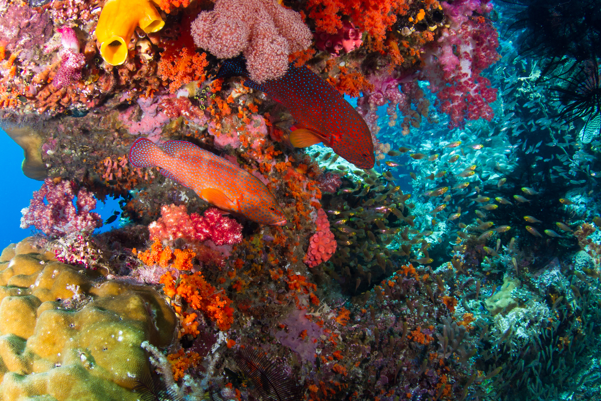 Rb 274 Alex-Lindbloom Istock Raja Ampat