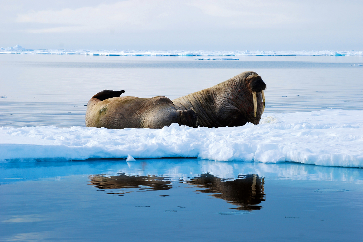 Walrus Polarquest