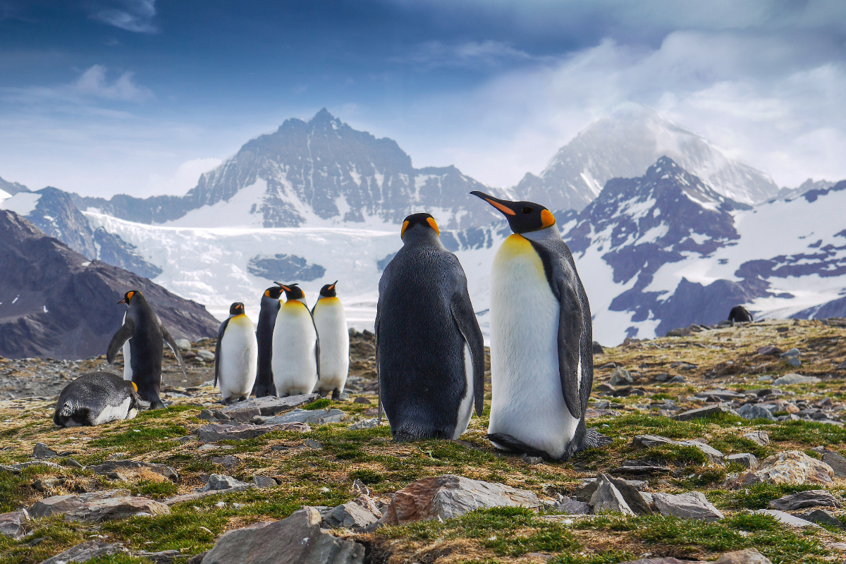 Antarctica South Georgia King Penguins Albatros Expeditions