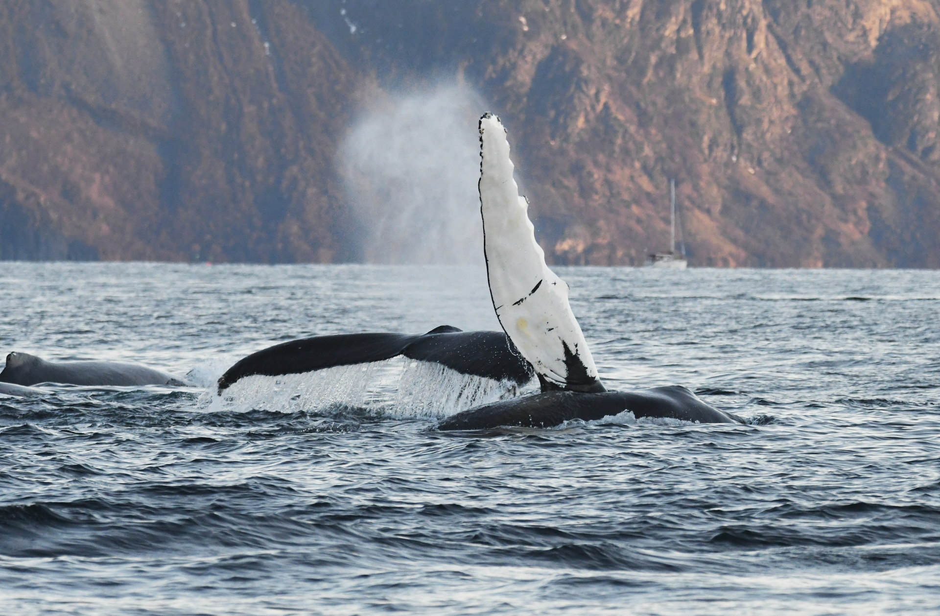 Humpback Whale Fin Splash In Arctic Norway Whale Watching Trip
