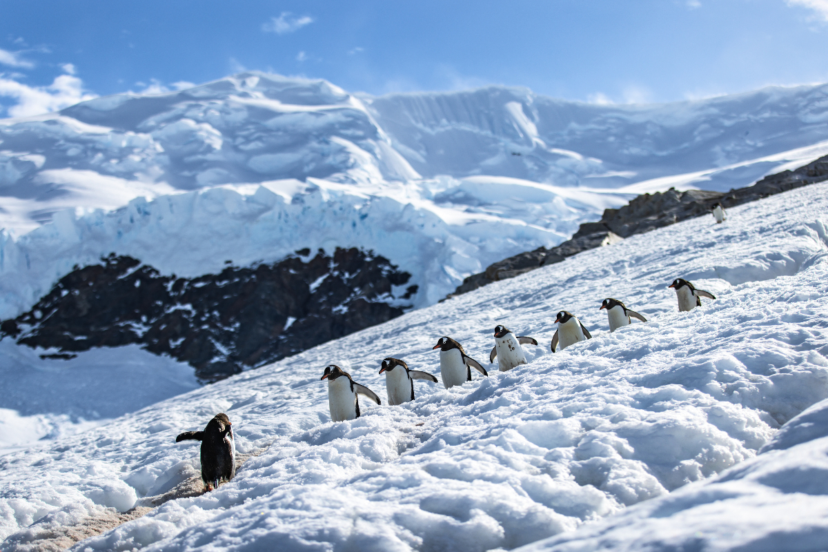 Antarctica Penguins Albatros Expeditions