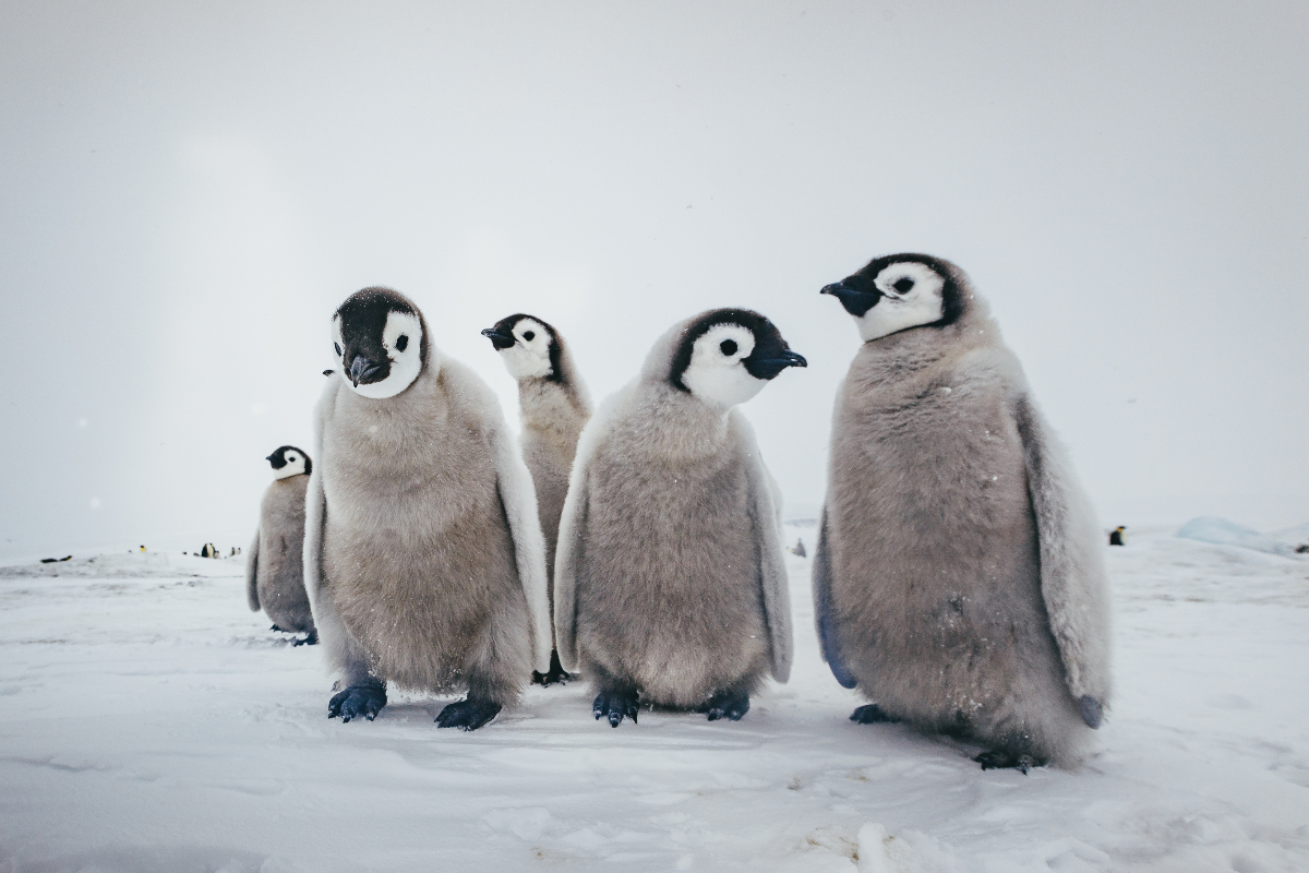 Emperor Penguins Snow Hill David Merron Quark