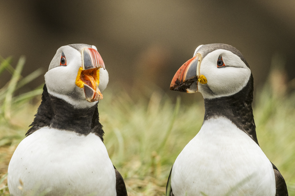 Puffins By Rosie B Wild