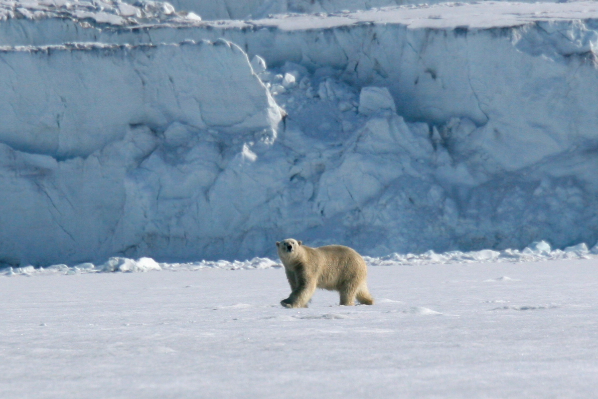 Polar Bear And Glacier Svalbard Mike Unwin