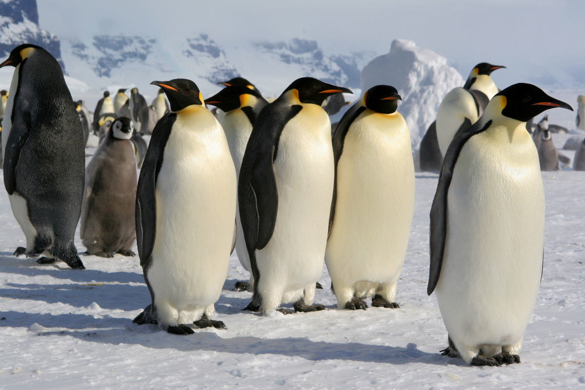 Istock 146069646 Emperor Penguins On Snow Hill Island Bernard Breton 714