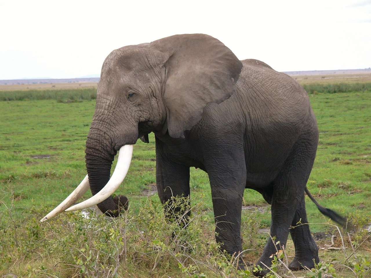 Amboseli National Park Elephant
