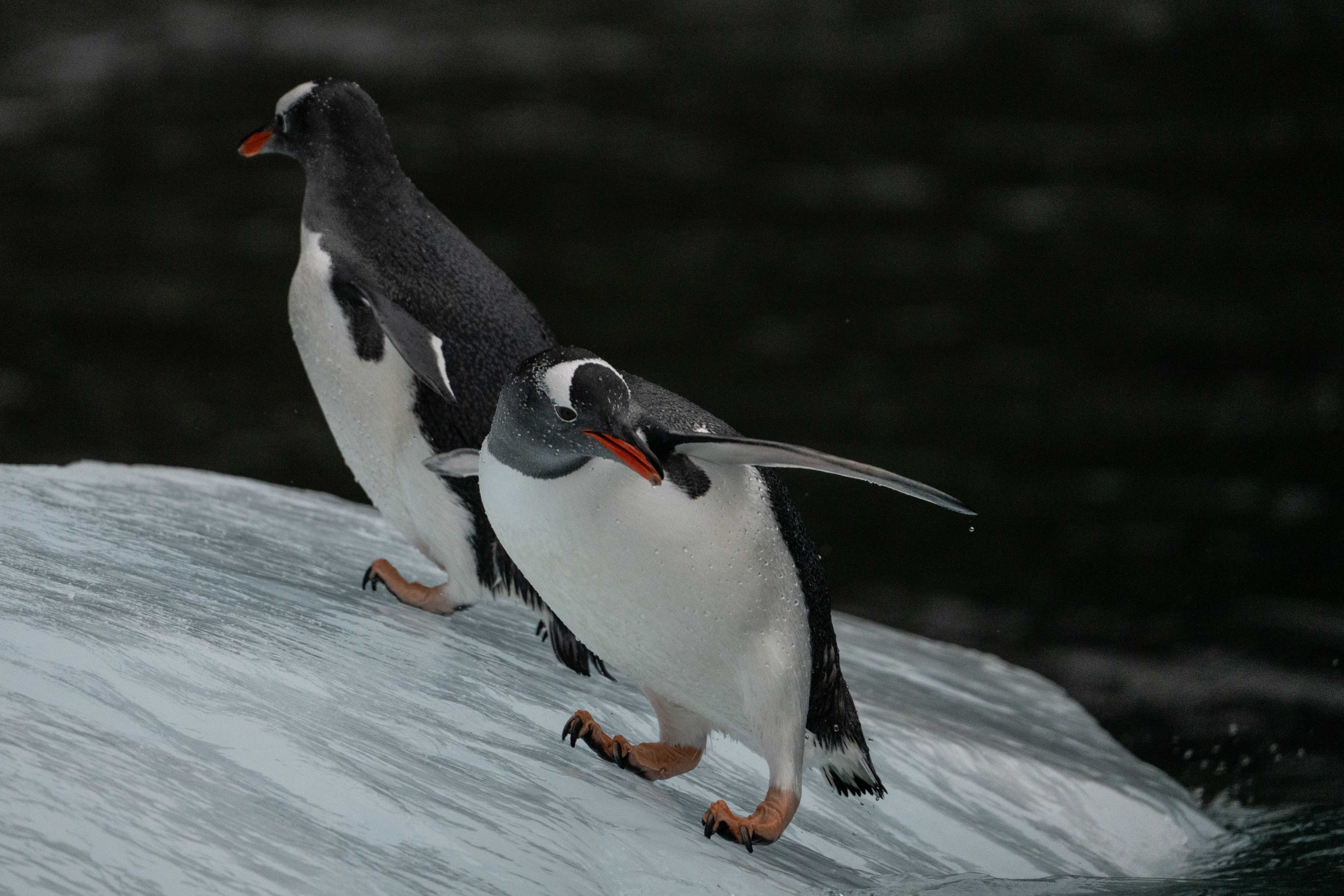 Gentoo Penguins in Antarctica Jamie Lafferty