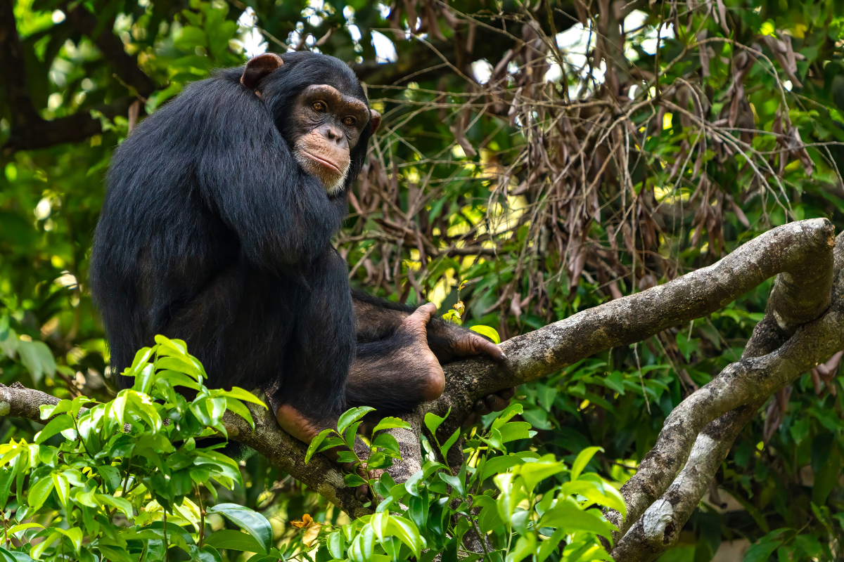 SSC Africa Silversea