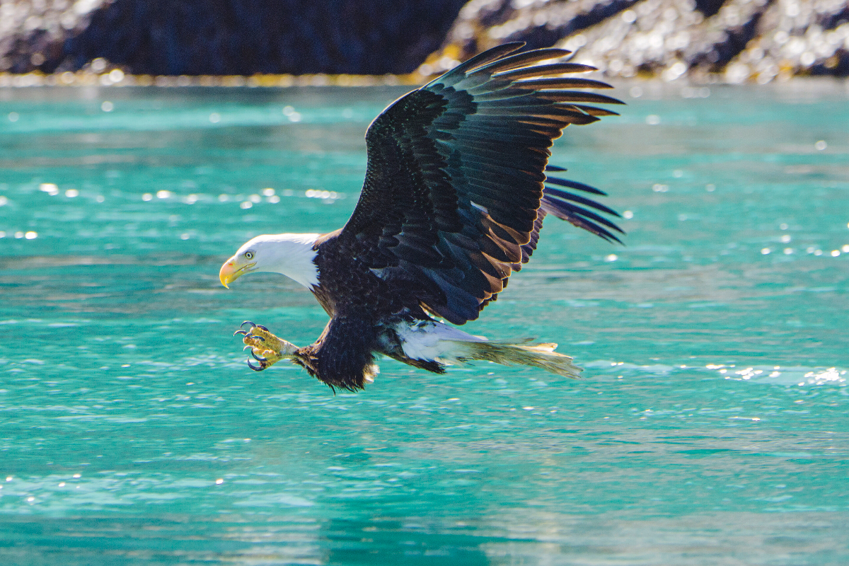 LEX US Alaska Lindblad Eagle