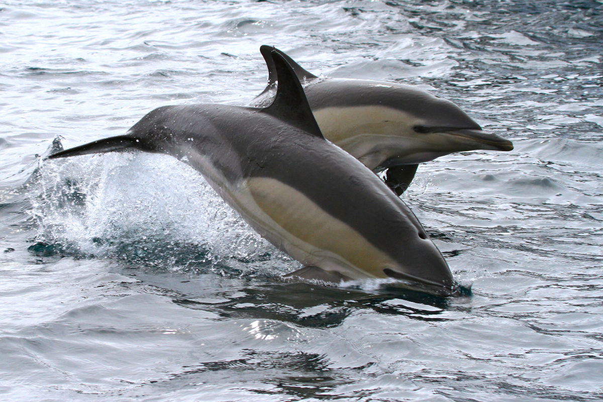 Common Dolphins Pair Jumping In Azores By Mike Unwin