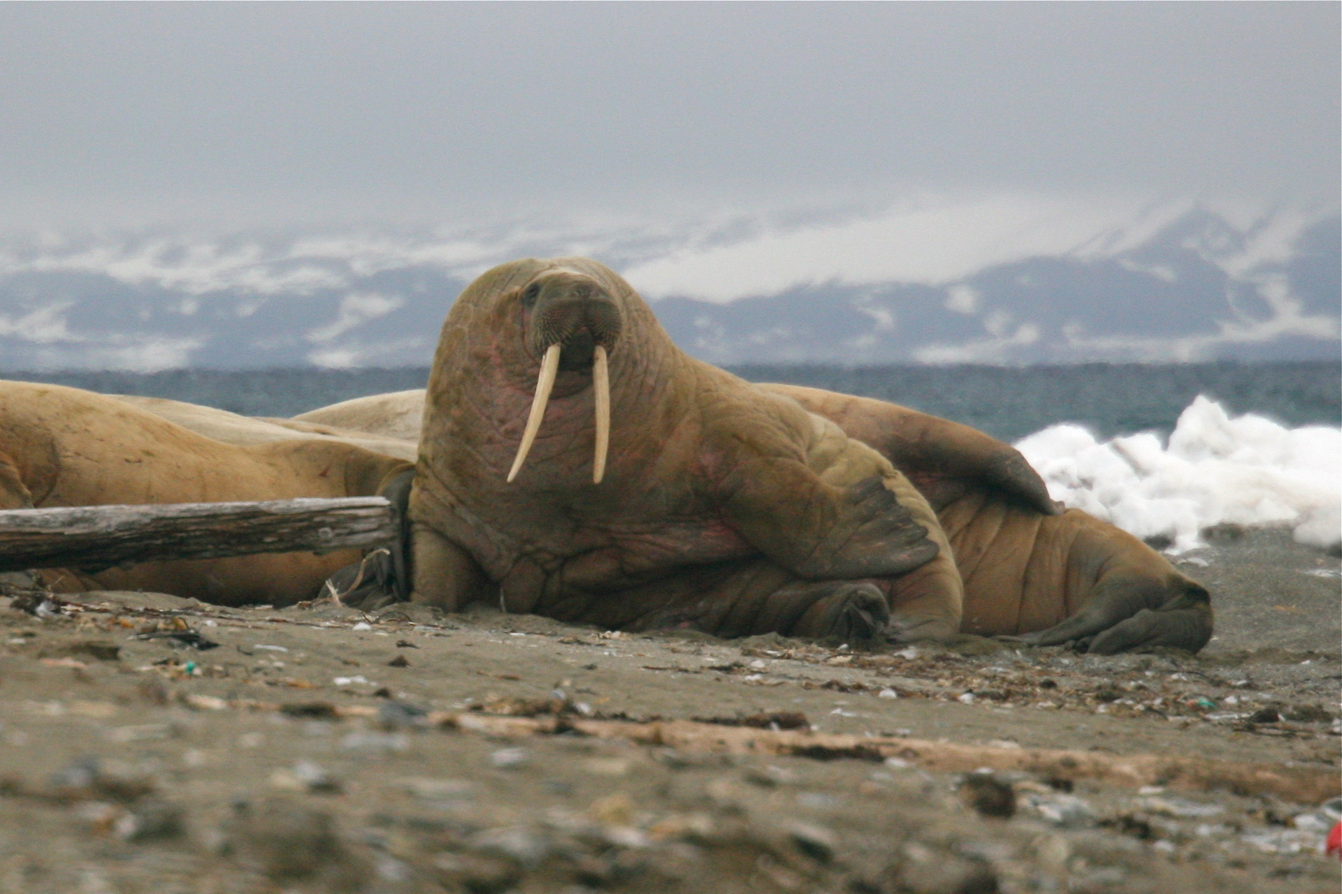 Rb Walrus In Svalbard Mike Unqin Walrus 62