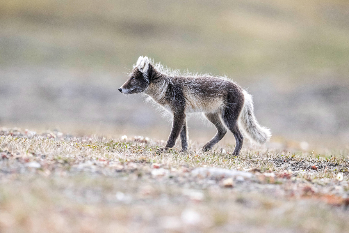Arctic Fox Swan Hellenic