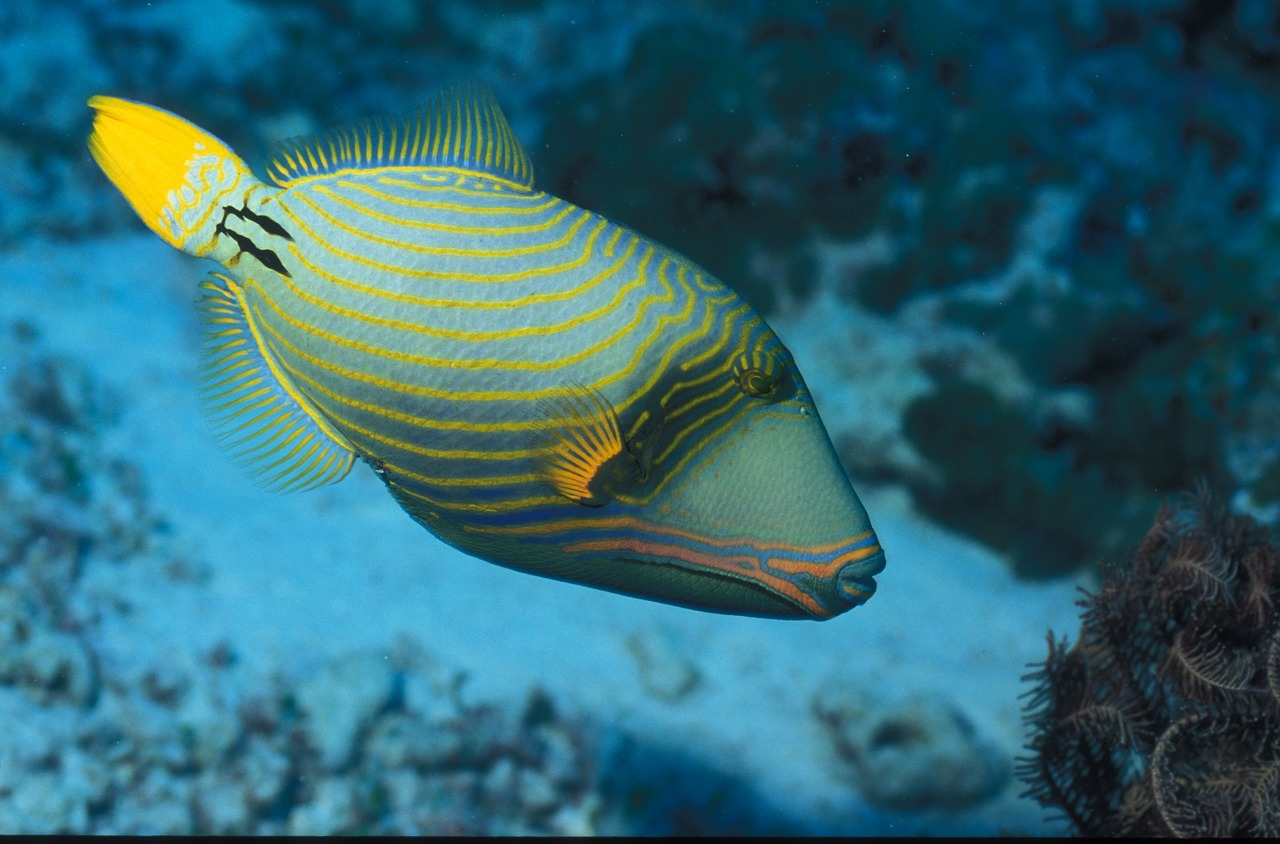 Triggerfish