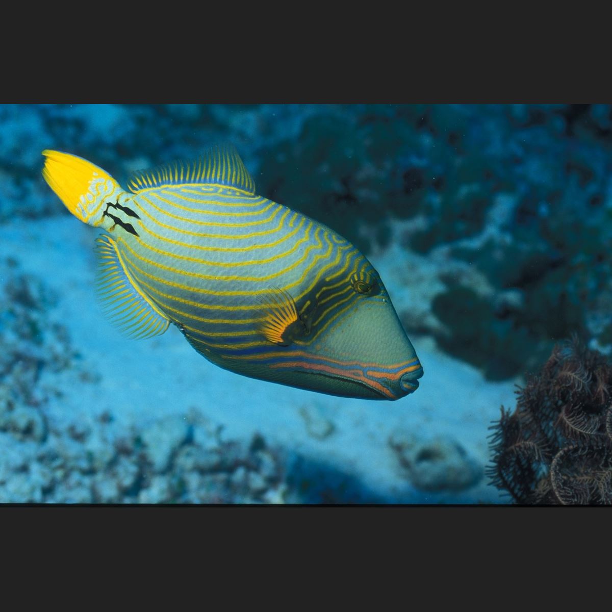 Trigger Fish Colors Triggerfish
