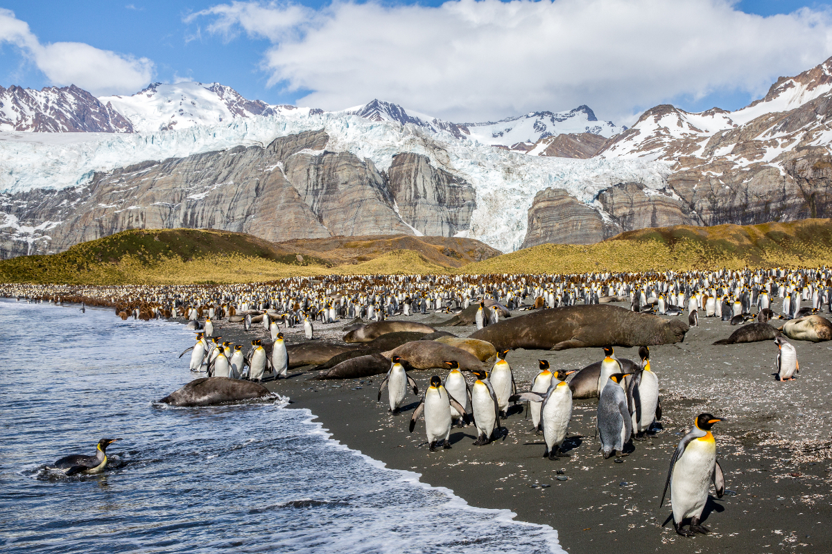 King Penguins In Gold Harbour South Georgia