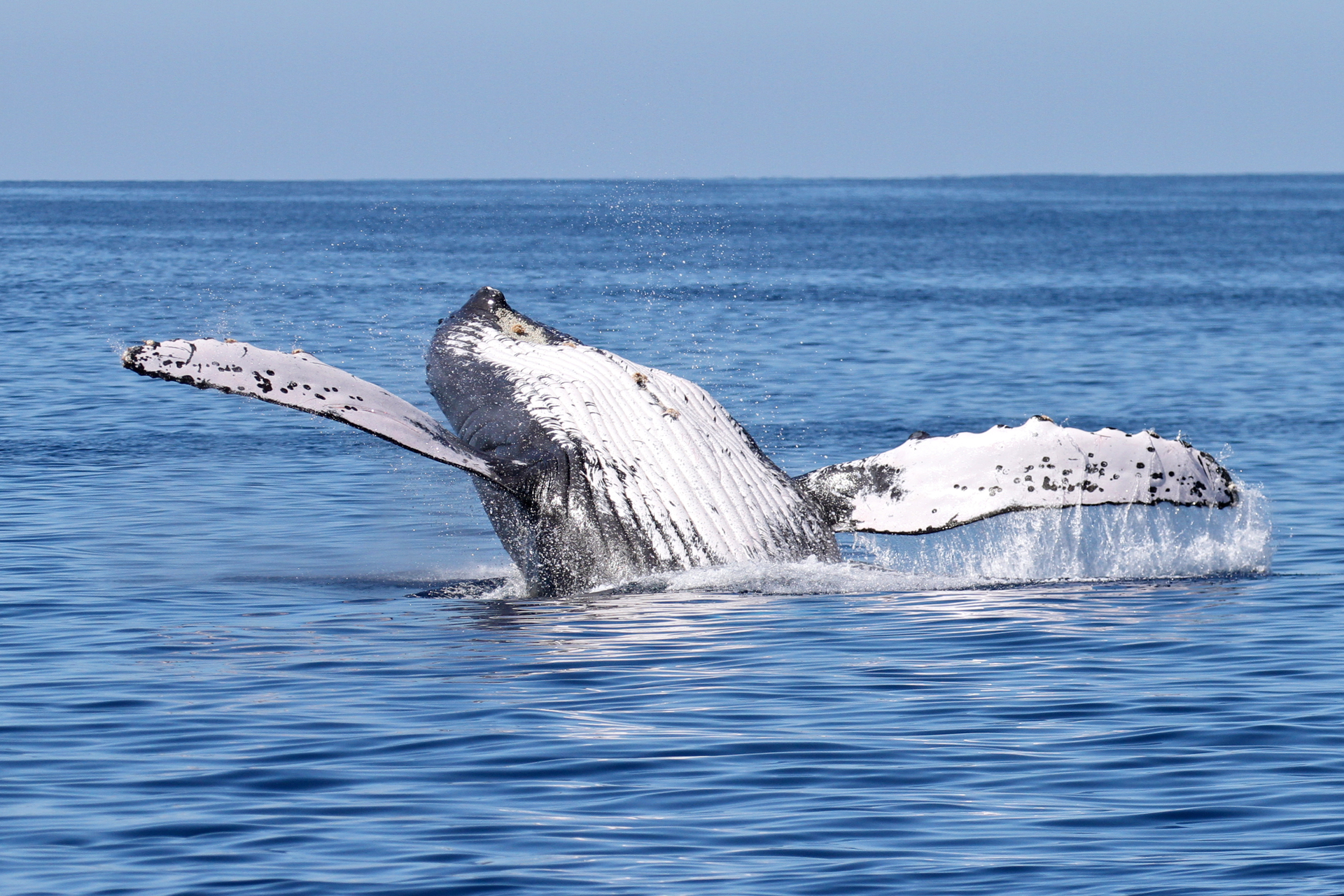 Humpback Whale Breaching Large