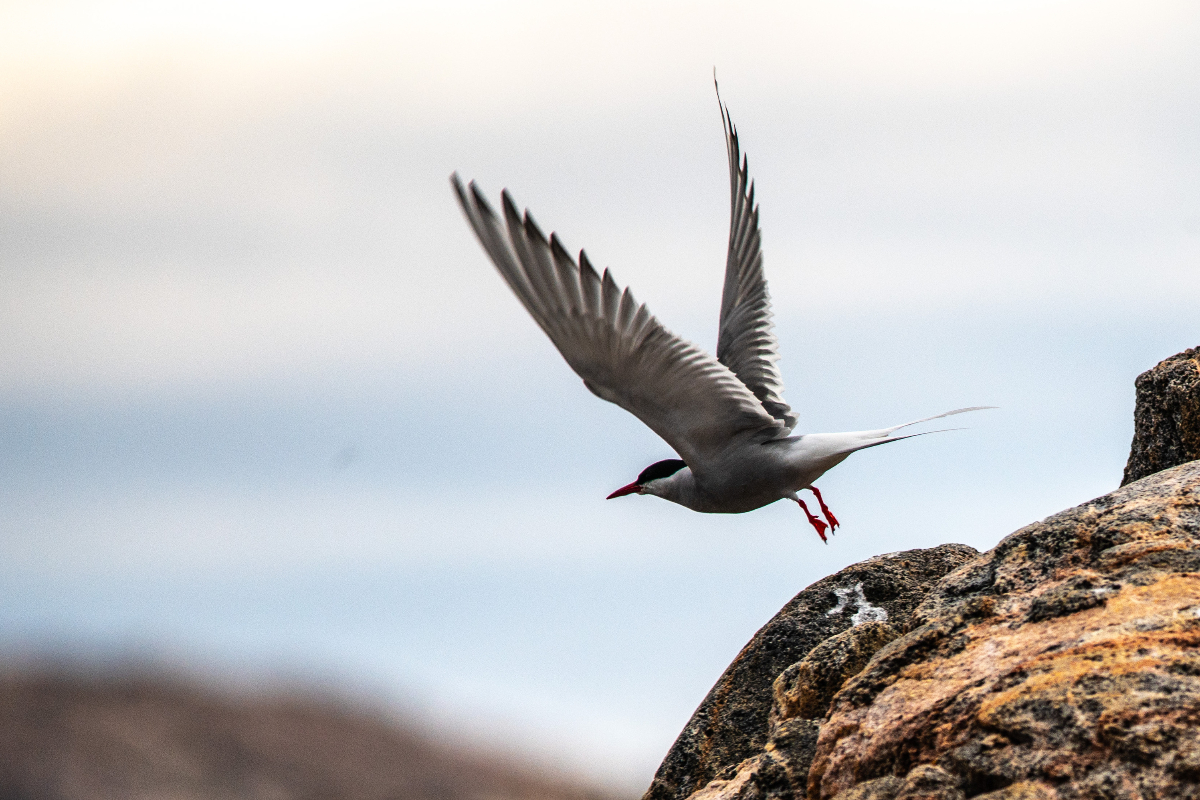 Bear Island Arctic Terns East Greenland