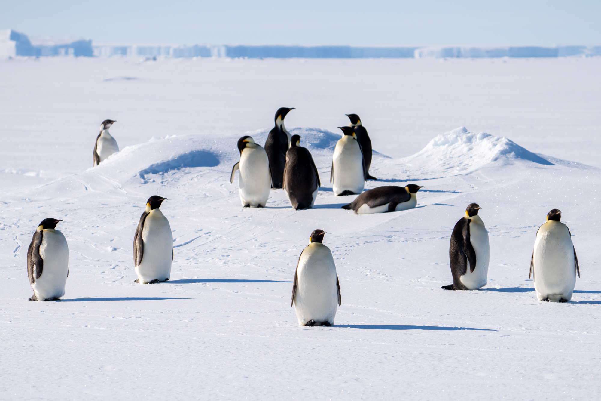 Emperor Penguins Jamie Lafferty