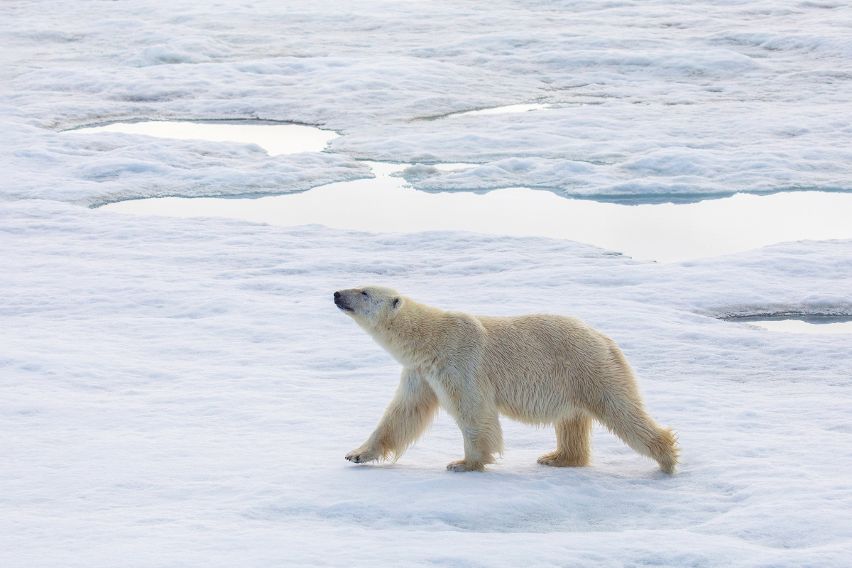 Polar Bear Michellesole Quark Expeditions