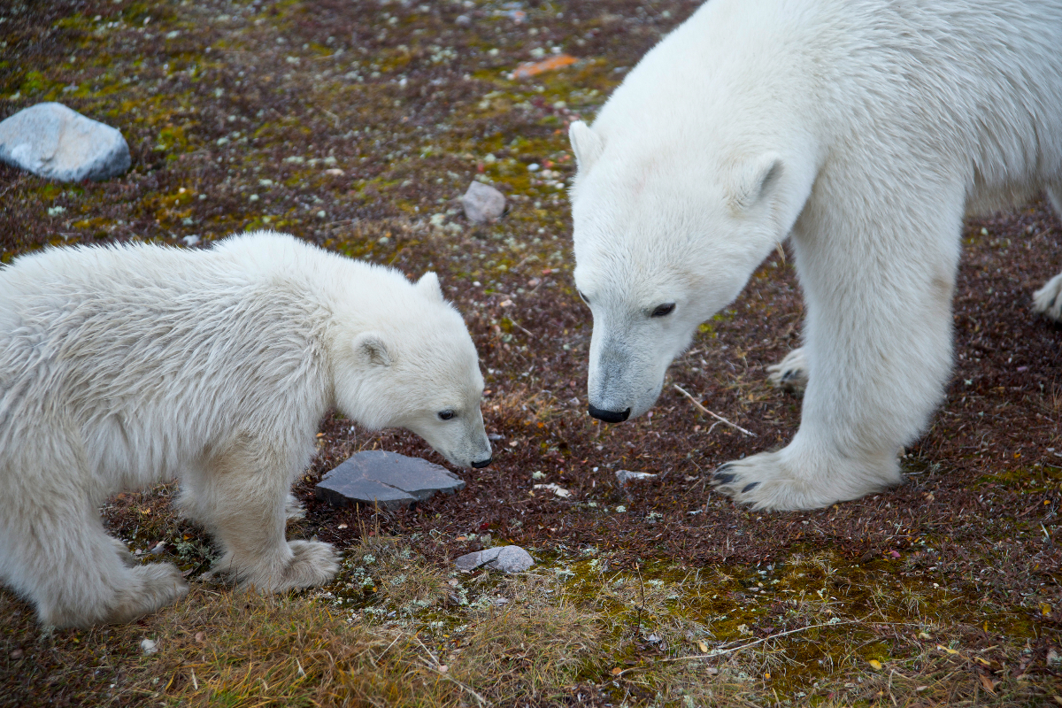 Polar Bears Arctic Canada Mark Stratton