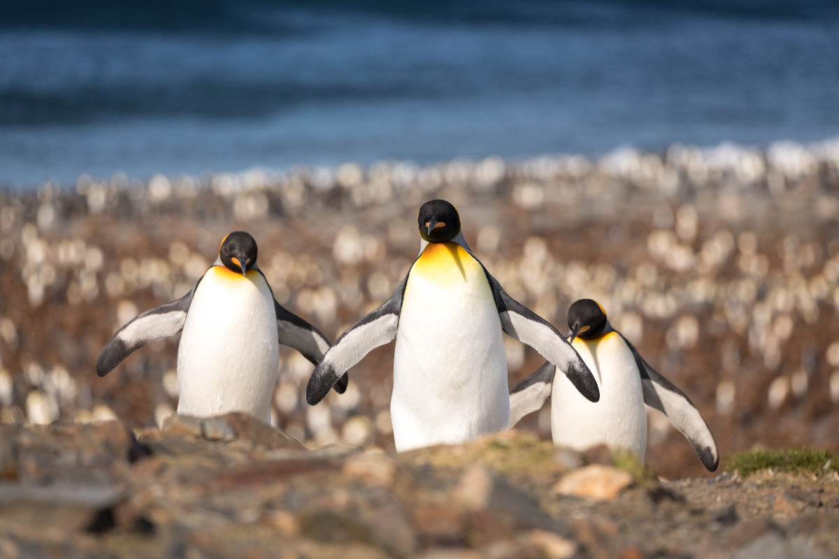 King Penguin St Andrews Bay South Georgia Acaciajohnson Quark