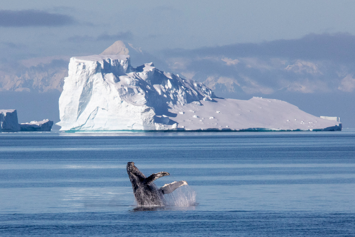 G Adventures Antarctica Prospect Point Whale Breaching