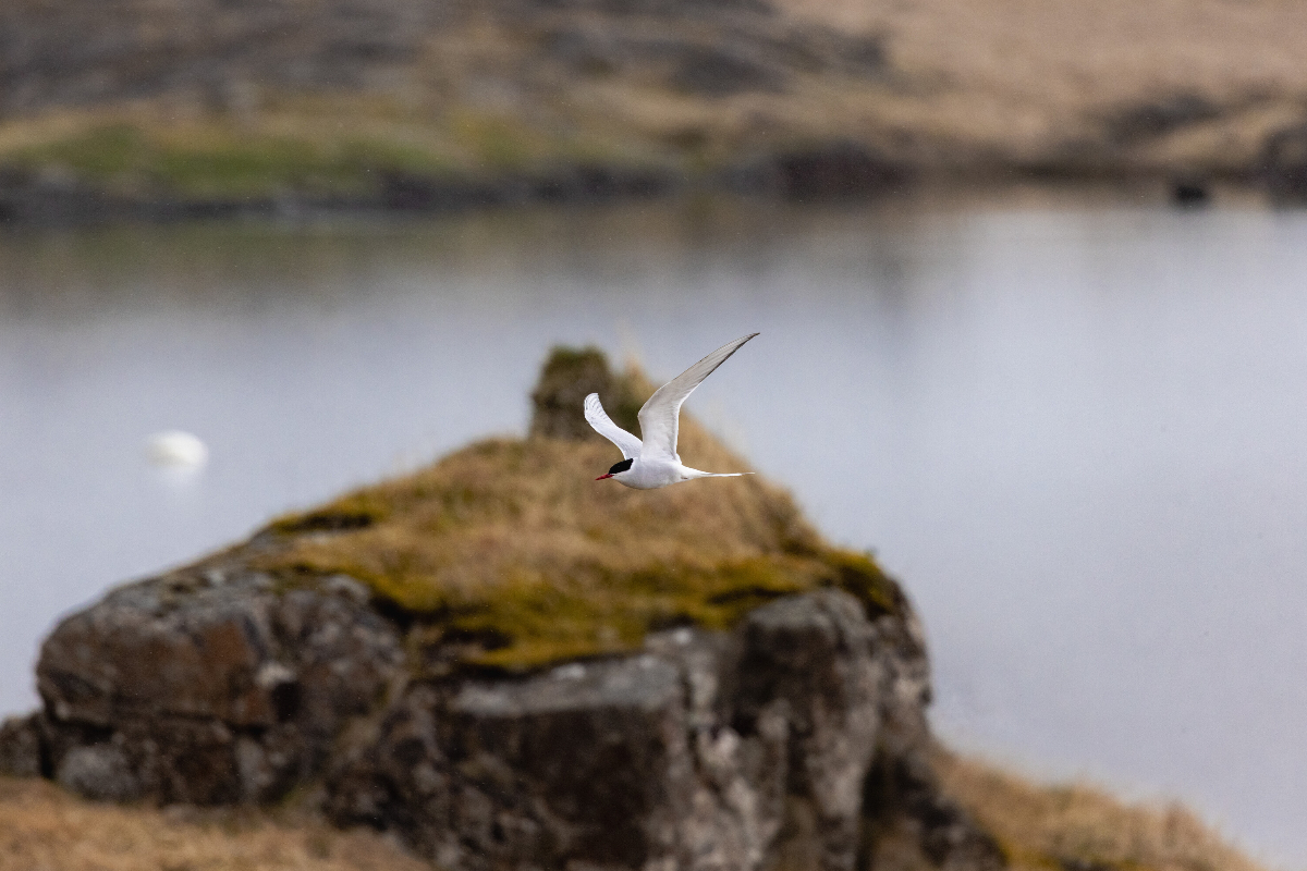 SSC Djupivogur Iceland Silversea